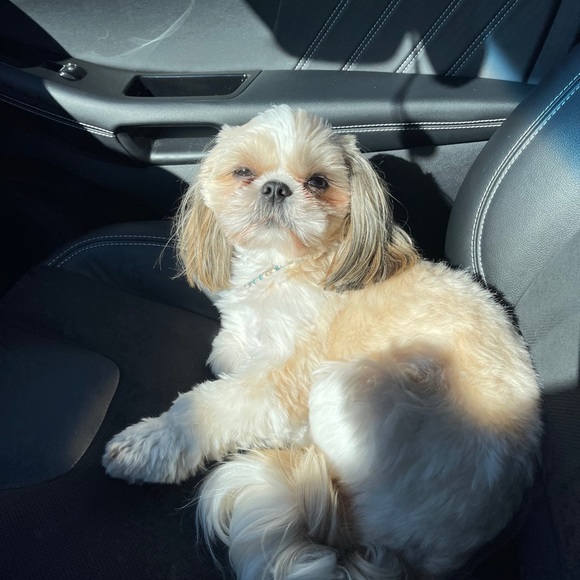 Meet your Posher, Jacksyn - Picture 9 of 16